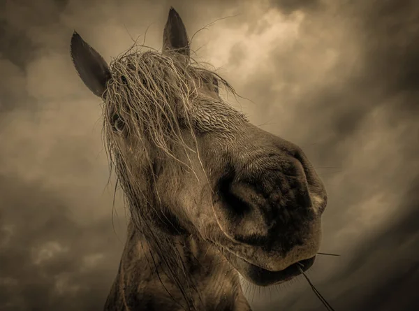 Dirty Wet Rain Horse Face Chewing Grass Close —  Fotos de Stock
