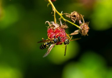 Eşek arısı olgun bir ahududu meyvesini ısırır ve mahsulü mahveden suyu içer..