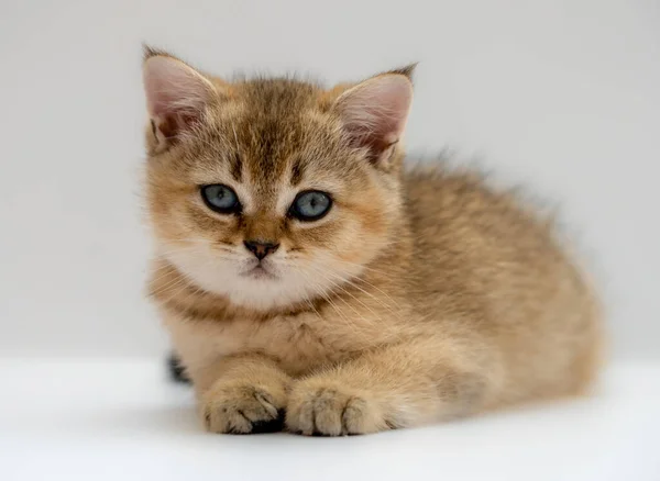 Kattungen av den brittiska skapa är gyllene tickat på en ljus bakgrund — Stockfoto