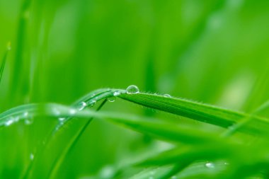 Yaz yağmurundan sonra sudaki çayırda yeşil sulu çimenler, makro fotoğrafçılık..