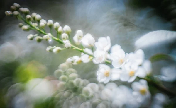 Prunus Padus Kwitnący Bliska Piękny Bokeh — Zdjęcie stockowe