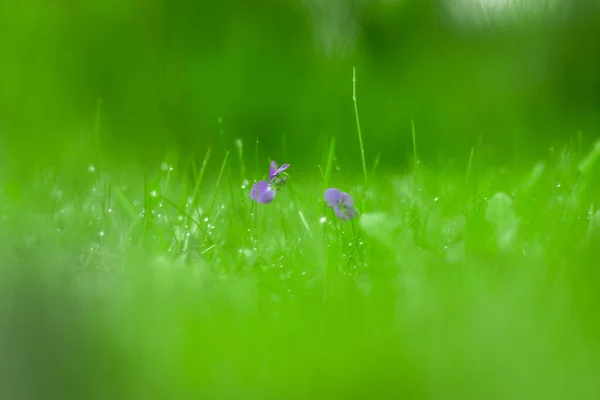雨滴の中で太い草の中で成長する小さな青い花 — ストック写真