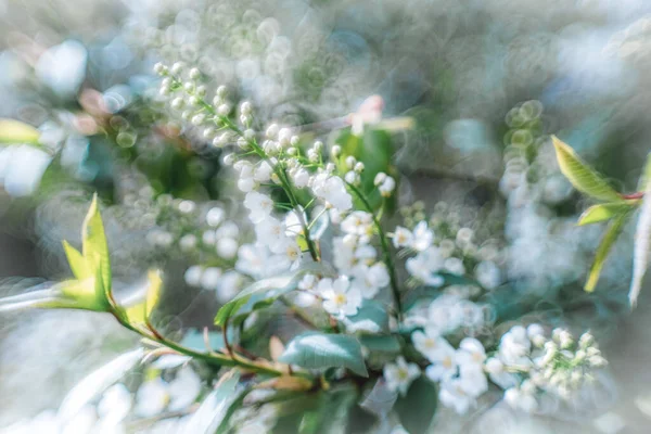 Prunus Padus Kwitnący Bliska Piękny Bokeh — Zdjęcie stockowe