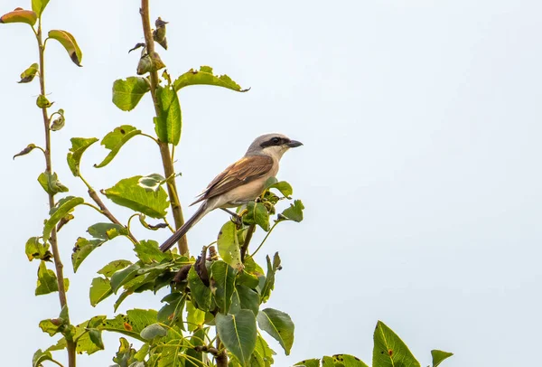 Man Röd Back Shrike Sitter Gren Ett Päron Träd Mot — Stockfoto