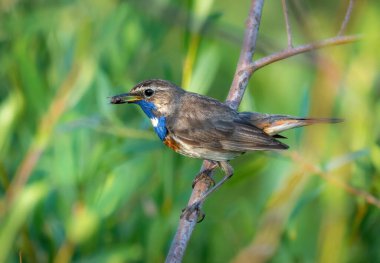 Gagasında böcek olan mavi boğazlı bir erkek kuş bir çalılığın dalında oturur.