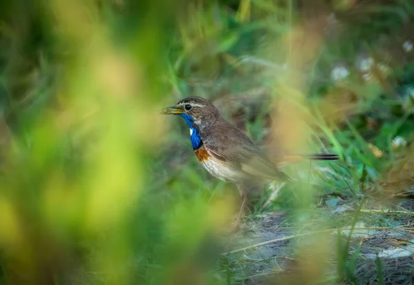 Männlicher Blaukehlchen Vogel Mit Einem Gefangenen Käfer Schnabel — Stockfoto
