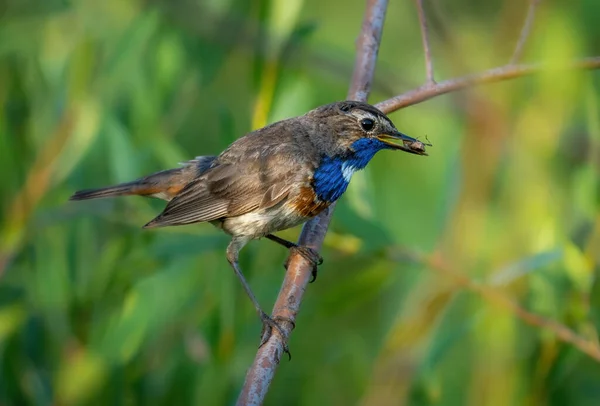 Male Bluethroat Bird Beetle Its Beak Sits Branch Shrub — Stock Photo, Image