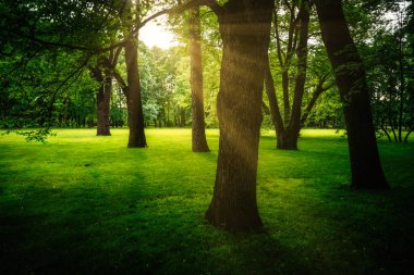 Sabahın erken saatlerinde, güneş ışığıyla aydınlatılan meşe ağaçlarının gövdeleri arasında çimlerin yetiştiği yeşil bir parkta.