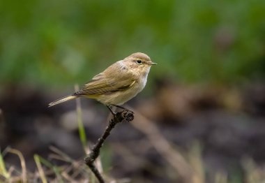 Bir dala yakın oturan sıradan bir şifonyer kuşu..