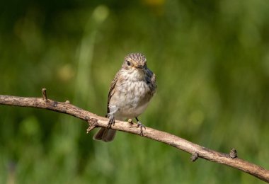 Kuş benekli sinekkapan bir dala yakın duruyor..