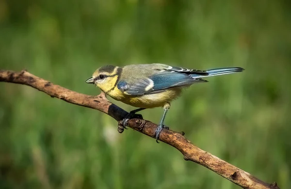 Eurasian Blue Tit Bird Sits Branch Close — Stock fotografie