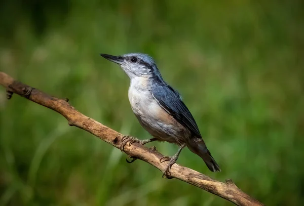 Euroasijský Nuthatch Pták Sedí Zblízka Větvi — Stock fotografie