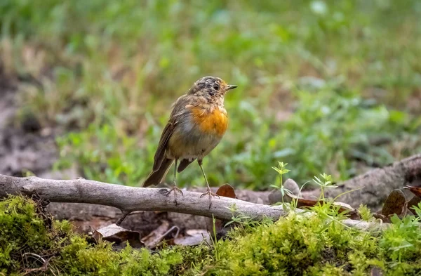 Robinův Pták Sedí Zblízka Větvi — Stock fotografie