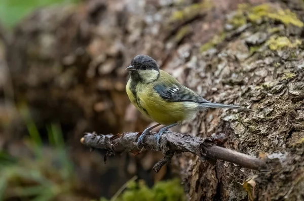 Tit Bird Sits Dried Tree Branch Close — Fotografia de Stock