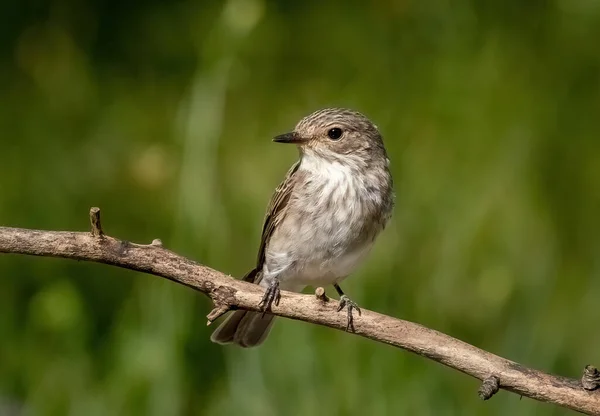 Kuş benekli sinekkapan bir dala yakın duruyor..