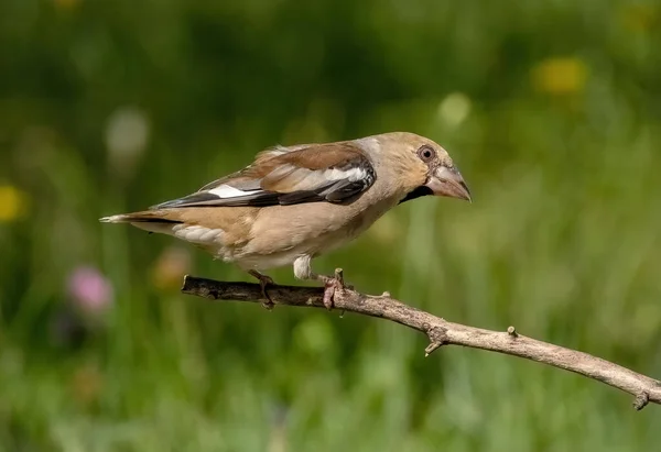 Ένα Πουλί Hawfinch Κάθεται Ένα Κλαδί Ενός Νεκρού Δέντρου Κοντινό — Φωτογραφία Αρχείου