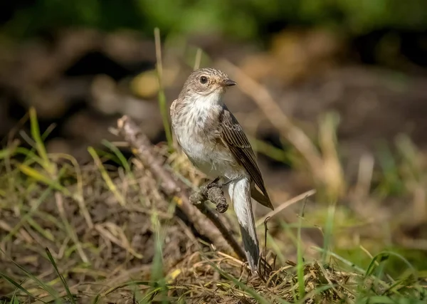 Vogelgefleckter Fliegenschnäpper Sitzt Großaufnahme Auf Einem Ast — Stockfoto