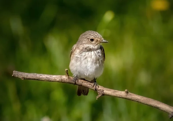 Bird Spotted Flycatcher Sits Branch Close — Stock Photo, Image