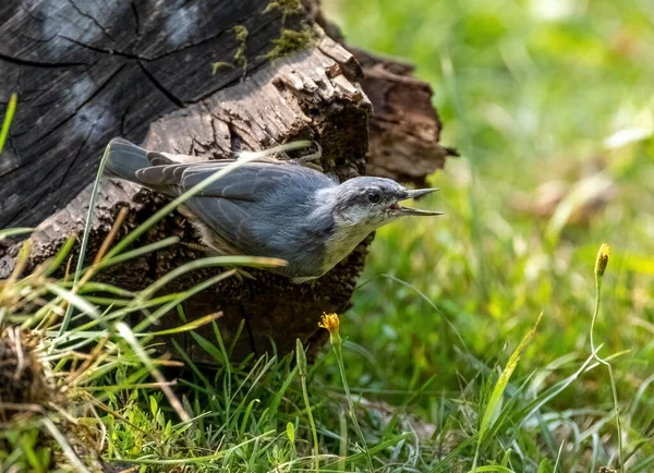 Den Euroasiatiska Nuthatch Fågeln Sitter Stammen Ett Fallen Träd Och — Stockfoto