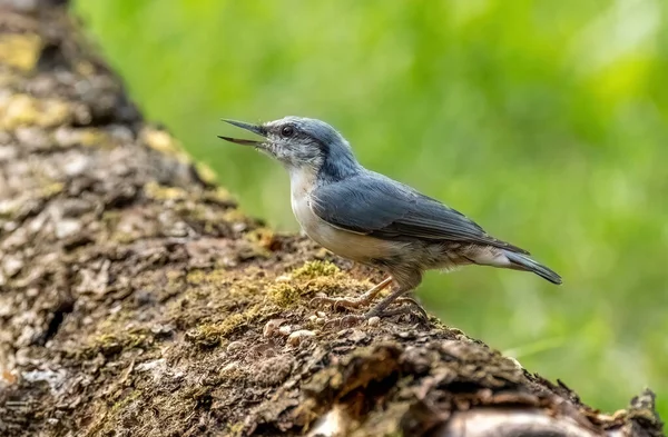 Euroasijský Nuthatch Pták Sedí Kmeni Spadlého Stromu Zpívá Zblízka — Stock fotografie