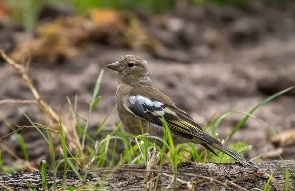 Samičí Pěnkava Sedí Břehu Rybníka Detailu — Stock fotografie