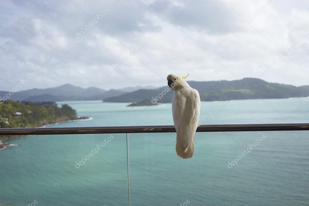 a parrot standing on balcony