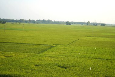 Güzel Hint Pirinç Tarlaları Yumuşak Güneş Işığı Altında Hasat İçin Hazır