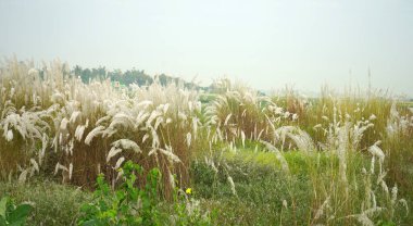 White Kash Phool Grass Blooms Signaling the Arrival of Durga Puja in Bengal
