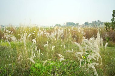 Wild White Kash Phool Grass with Green Foliage Signaling Autumn in Bengal