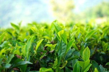 Close up of Fresh Tender Green Tea Leaves and Bud in a Sunny Plantation in Darjeeling