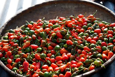 Dalle Khursani adında canlı kırmızı ve yeşil biberler dokunmuş bir bambu sepetinde kurutuluyor.