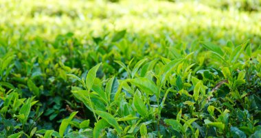 Darjeeling 'deki güneşli bir tarlada yetişen Taze Şefkat Çayı Düşük Açı Görünümü
