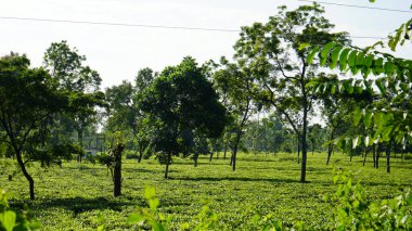 Siliguri 'de Güneş Işığında Dağılmış Uzun Ağaçlı Çay Tarlası Pastoral Manzarası
