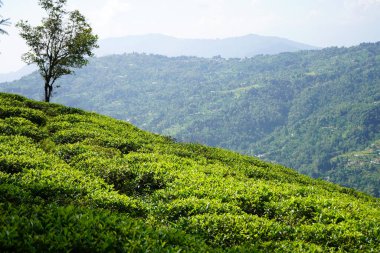 Kalimpong 'da Tek Ağaç ve Vista Vadisi ile Tea Plantation Hillside