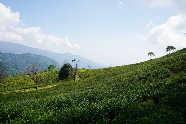 Geniş Çay Evi Kalimpong 'daki Rolling Hills' e yayılıyor.