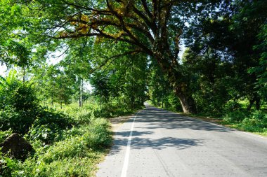 Kuzey Bengal 'de Gölgeli Orman Yolu ve Yeşil Ağaç Tepesi