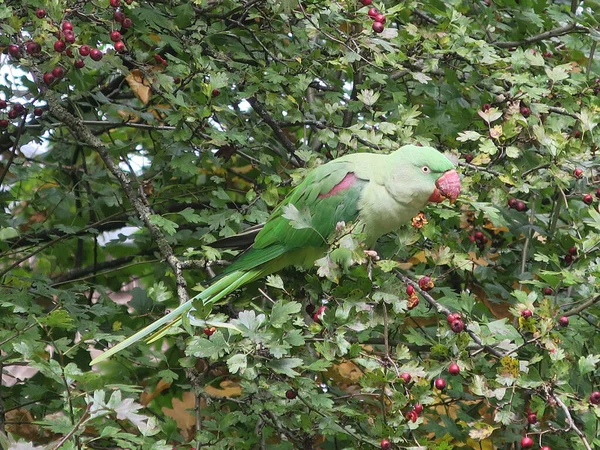 a green parrot with a red beak in a tree with red berries