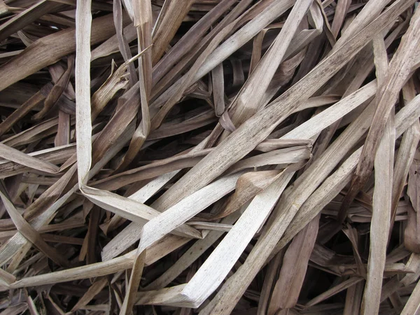 Nahaufnahme Eines Bündels Getrockneter Blätter Auf Den Feldern — Stockfoto