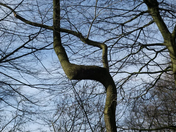 Árbol Desnudo Con Tallo Retorcido Contra Cielo Azul — Foto de Stock