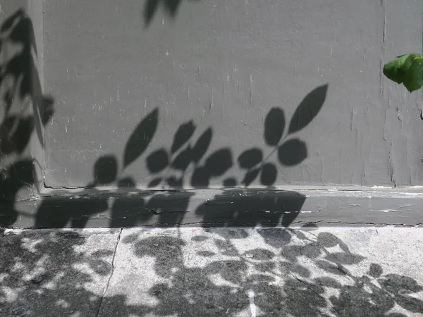 Algunas Sombras Hojas Una Pared Pintada Gris —  Fotos de Stock