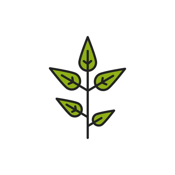 Ícone de linha de cor da planta Matcha. Pictograma para página web, aplicativo móvel, promo. —  Vetores de Stock