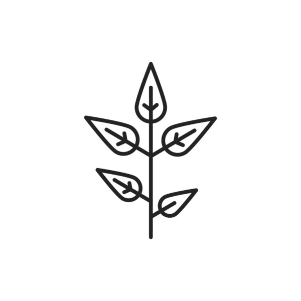 Matcha Plant Color Line Icon Pictogram Web Page Mobile App — Stock Vector
