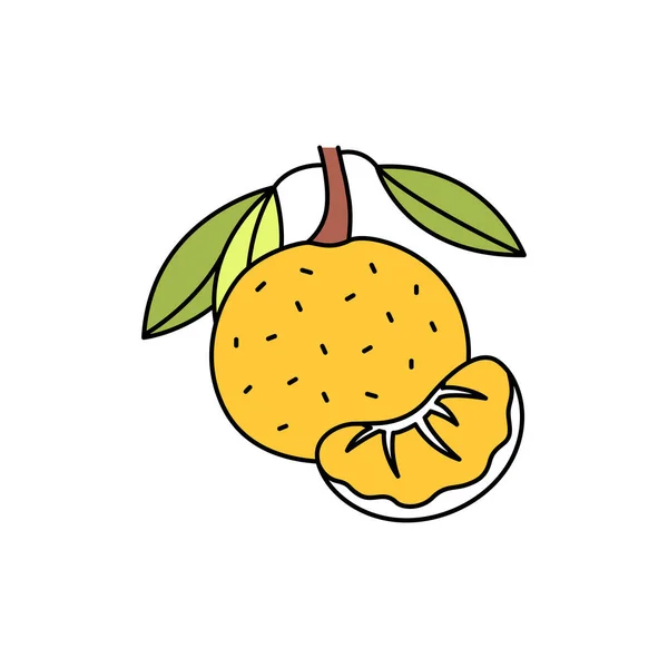 Citrus Olor Line Icon Оливкова Олія Плодоносить Насіння Pictogram Web — стоковий вектор