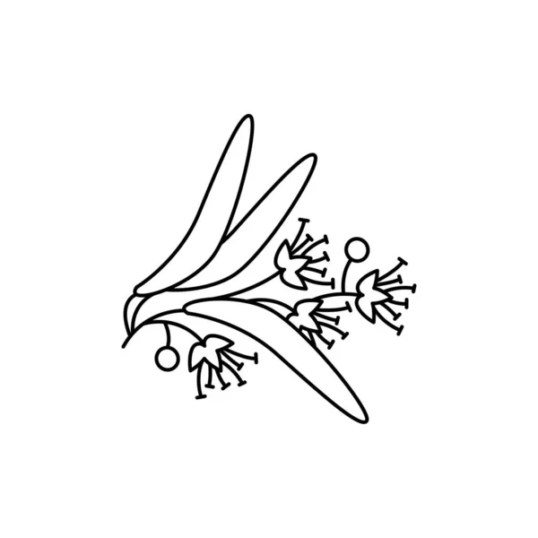 Tilia Blumen Olor Line Symbol Ätherische Öle Piktogramm Für Webseite — Stockvektor