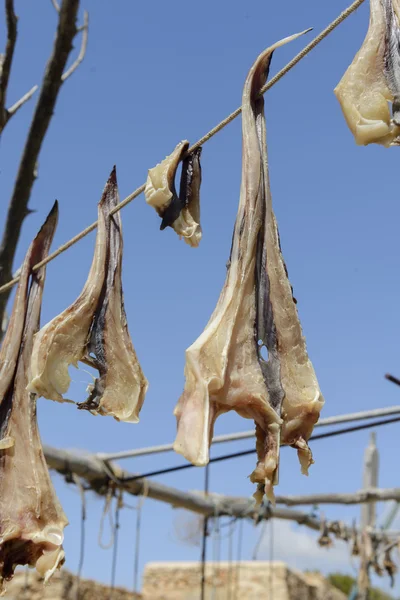 Formentera de poisson sec — Photo