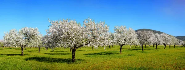 İspanya, İbiza 'da badem ağaçları
