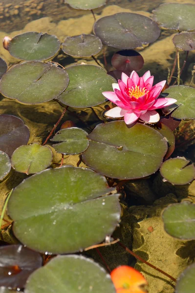 Nymphaea spp Nenufar