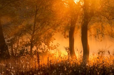 Sonbahar orman, sis, sabah, akşam, parlak sarı güneşin. Gece yarısı ve öğleye kadar doğumundan itibaren özellikle Öğle arasında nadir güzel devlet prirody.the süre.