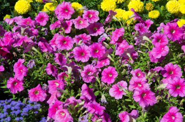 Tagetes, Petunya, Petunya atkinsiana. Çiçek yatak