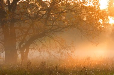 Sonbahar orman, sis, sabah, akşam, parlak sarı güneşin. Nadir beau